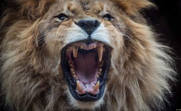 Лев напал на подростка в тернопольском мини-зоопарке