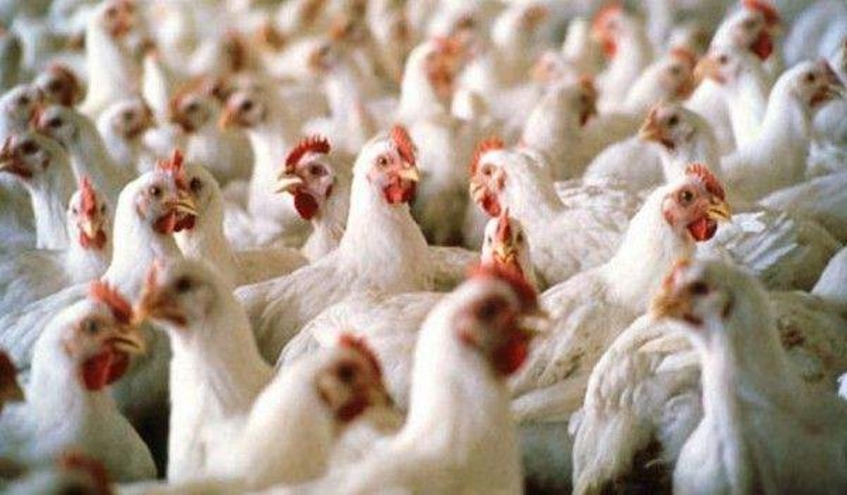 Яиц станет больше: в Украине построят новые фабрики