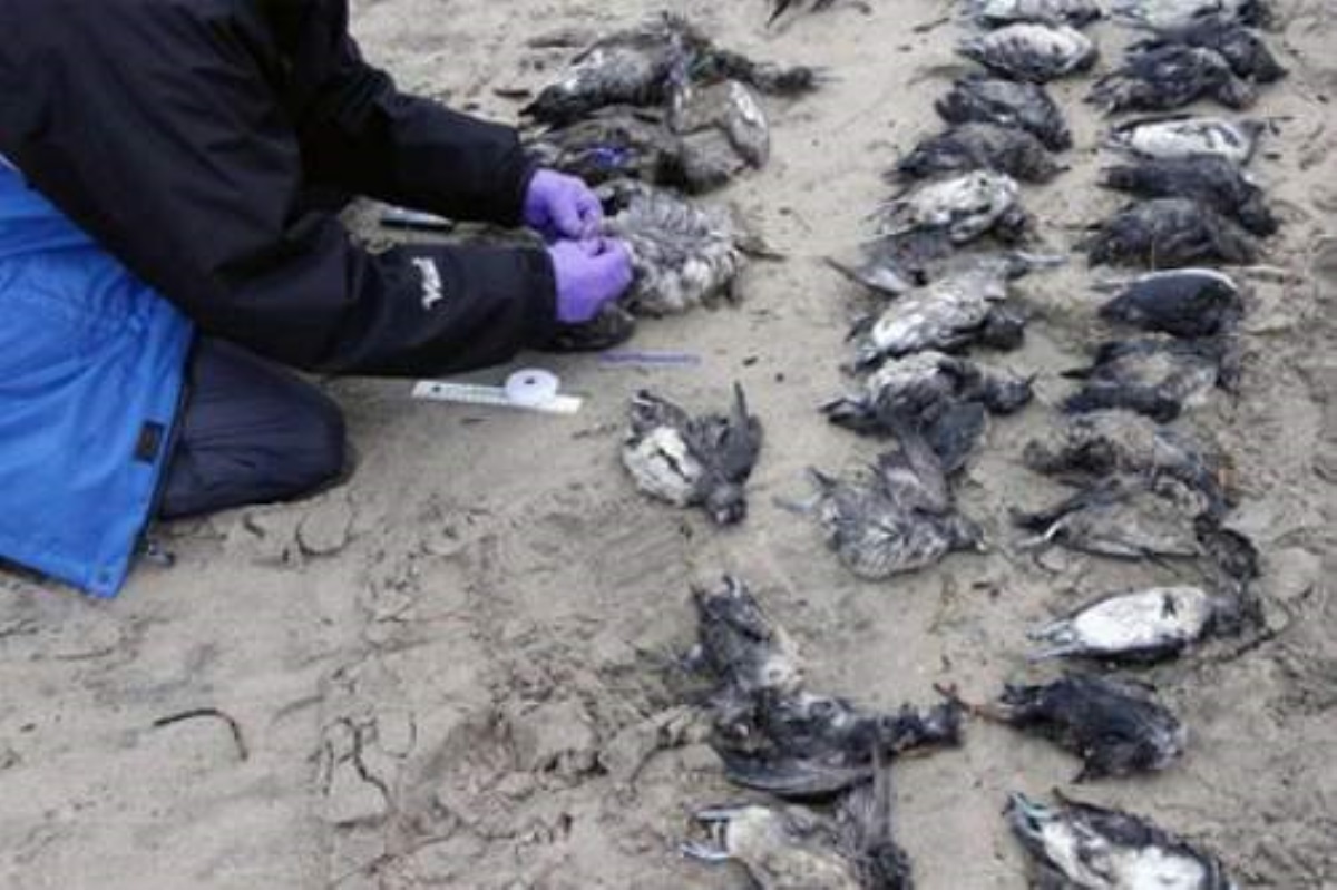 Массовую гибель птиц объяснили грядущей катастрофой