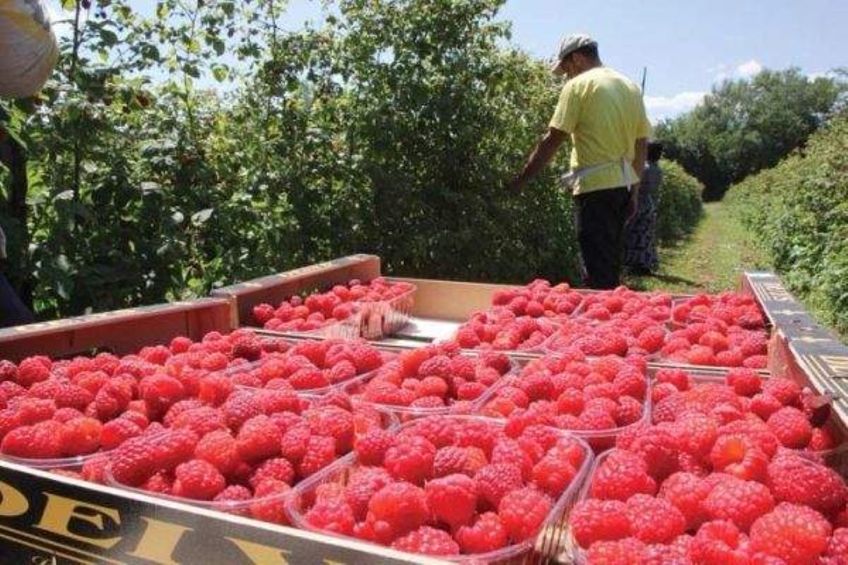 Цены кусаются: на украинских рынках появилась первая малина