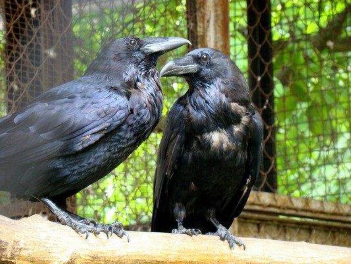 Орнитологи назвали причину, почему киевлян клюют в голову вороны