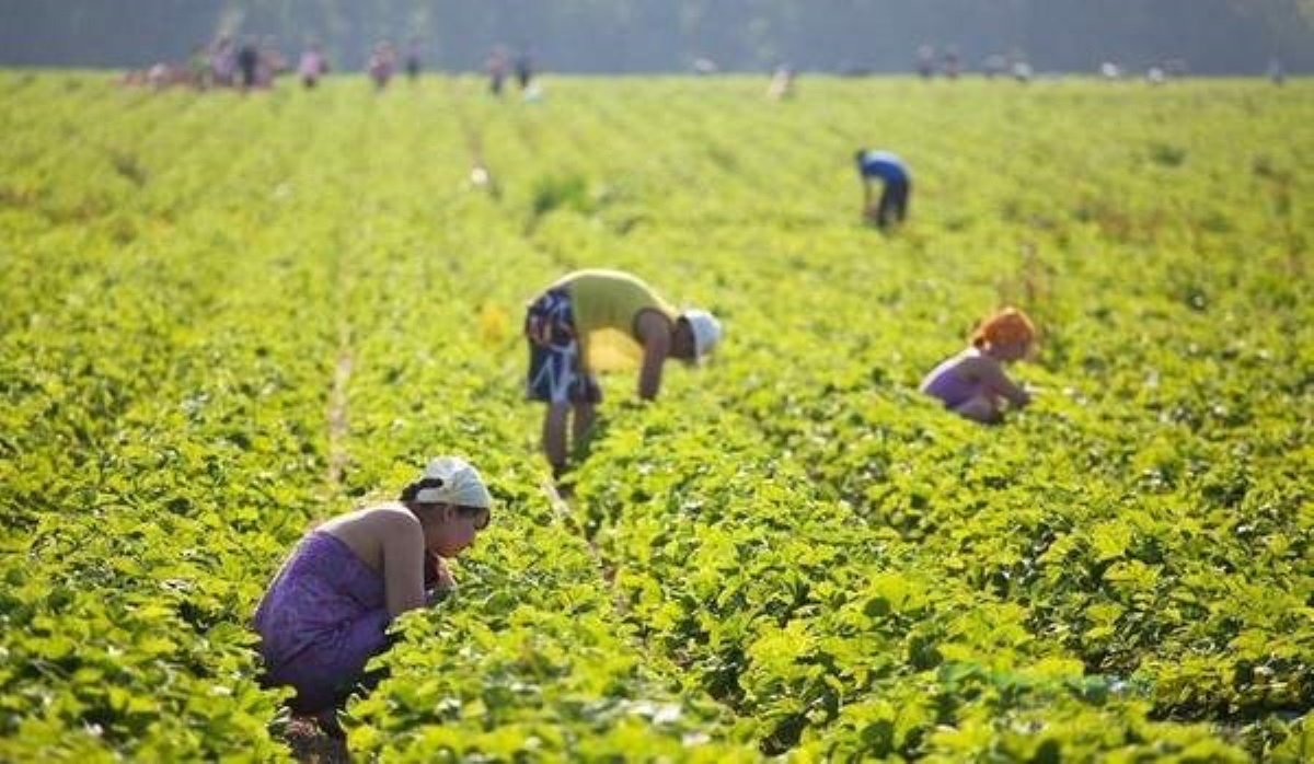 Обещают огромные зарплаты: украинцев зовут работать в полях
