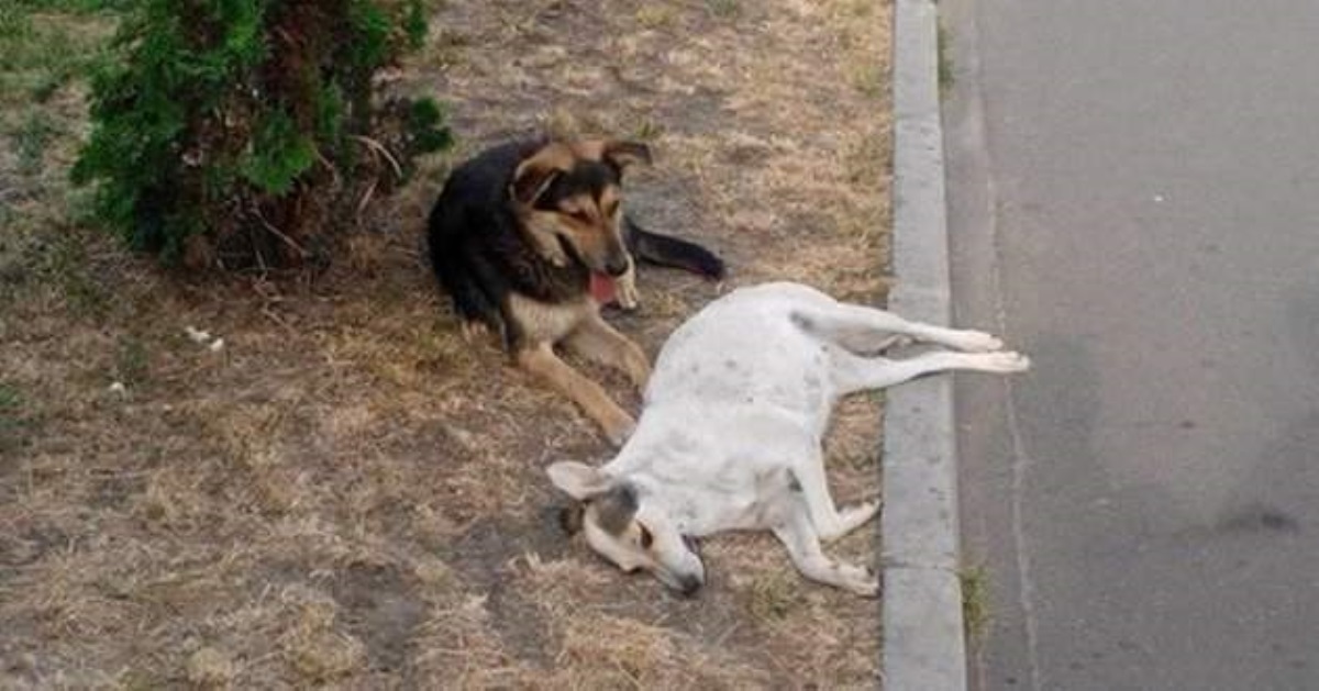 Настоящая верность: сети впечатлили фото пса и его погибшей подруги в Киеве