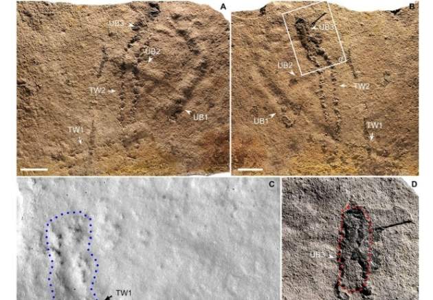 Археологи нашли древнейшие на Земле следы неизвестного живого существа