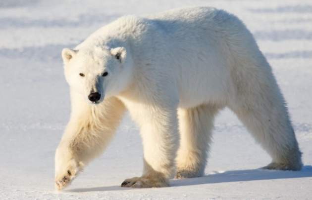 Белый медведь-ворюга застрял в окне кладовой