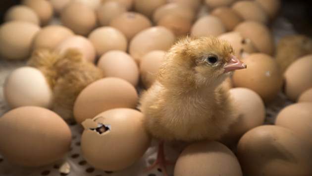 Из выброшенных на свалку яиц вылупились сотни цыплят