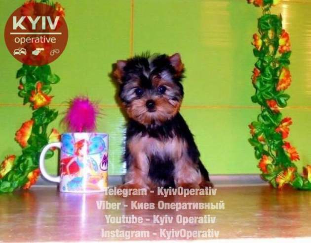 В Киеве разоблачили аферу с продажей собак в интернете