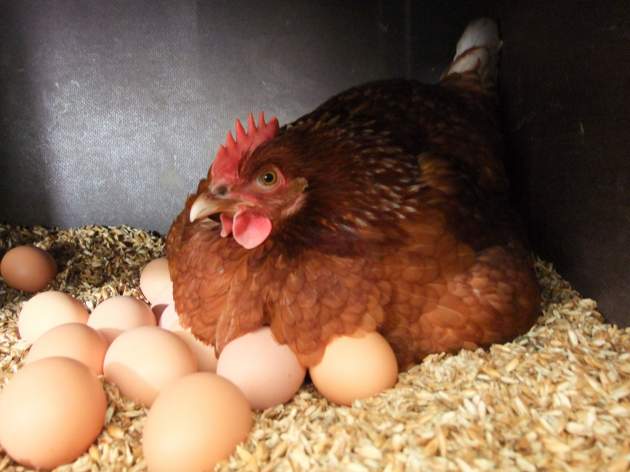 Курица снесла гигантское яйцо с сюрпризом. Видео