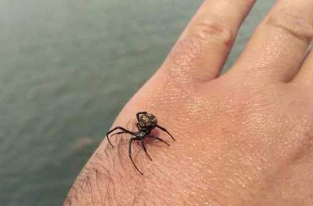 В Одесской области женщина попала в реанимацию после укуса паука