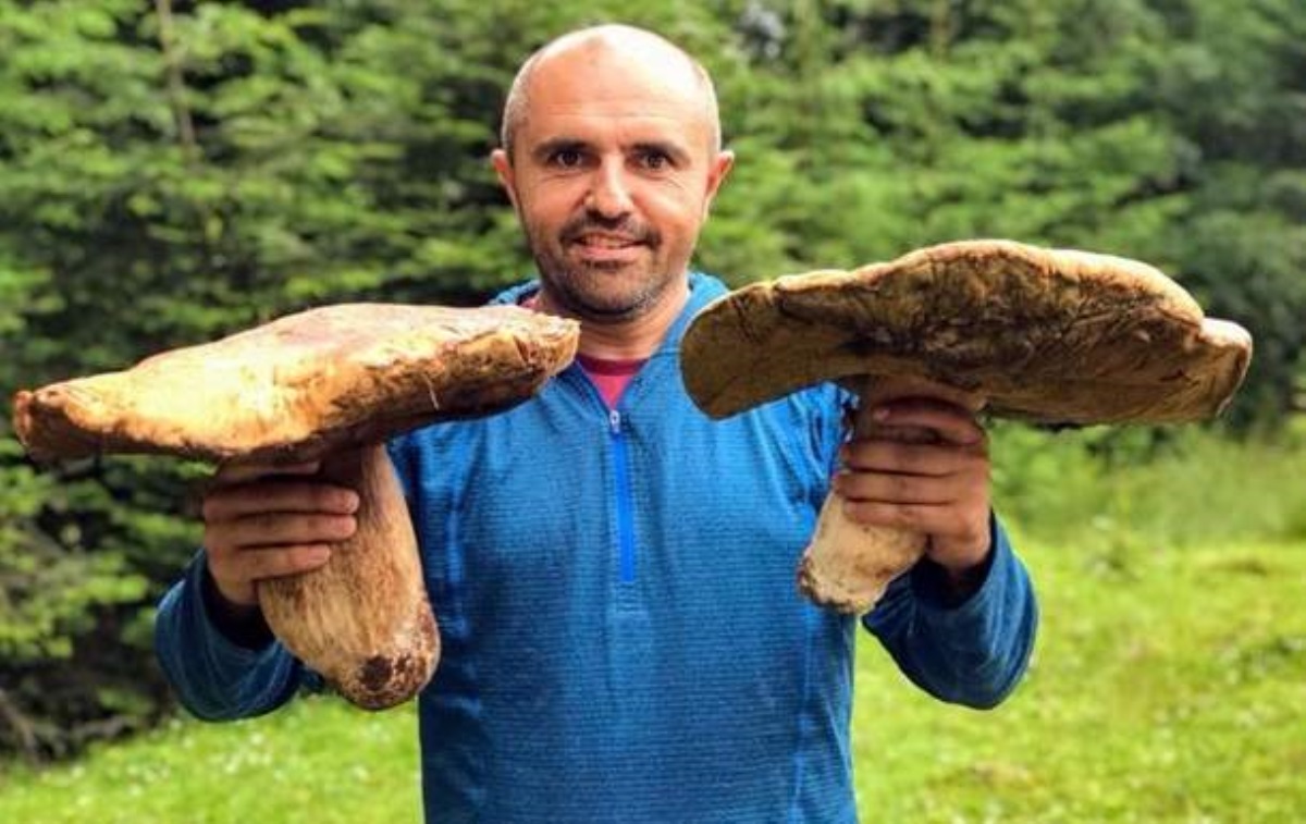В Карпатах начался сезон сбора грибов-великанов. Фото