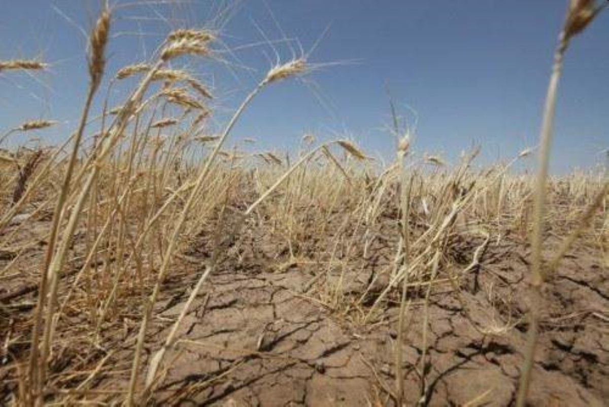Засуха в Крыму: как полуостров превращается в пустыню. Видео