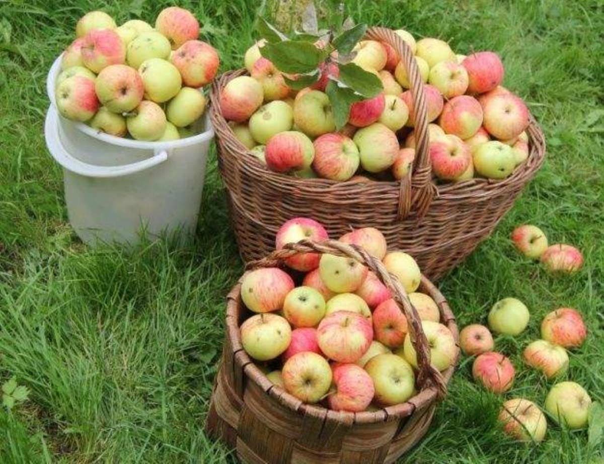 На украинских рынках уже появились первые ранние яблоки: названы цены