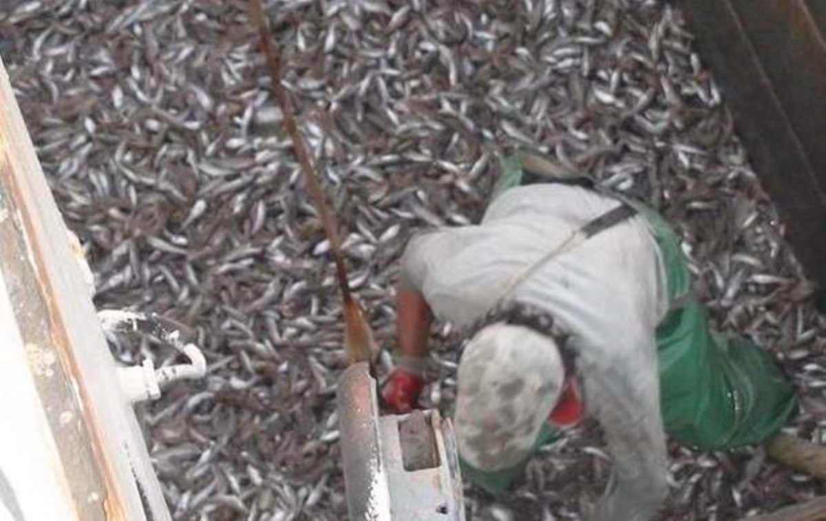 В Азовском море СБУ заблокировала масштабный нелегальный вылов рыбы