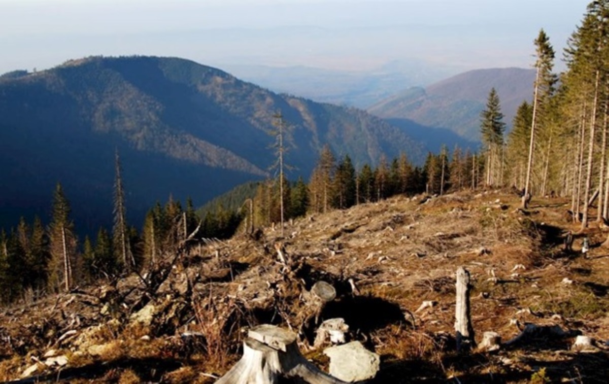 Украина на первом месте по незаконным поставкам леса в ЕС - расследование