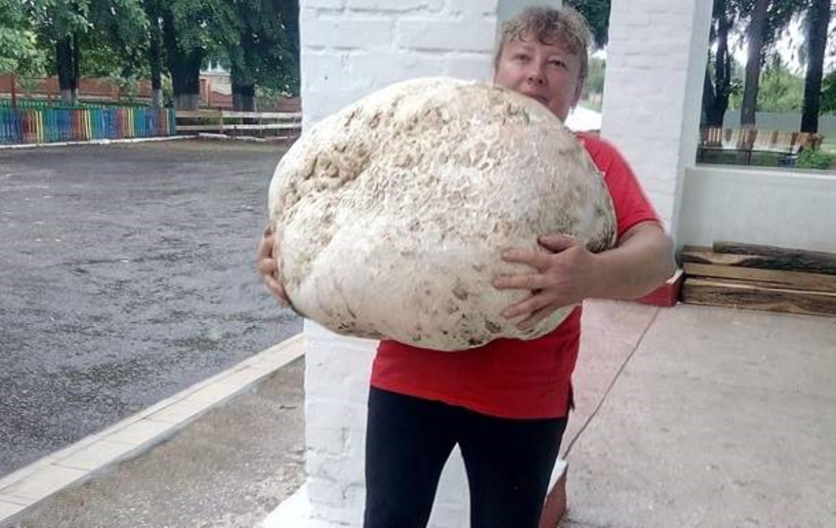 Под Киевом нашли гриб весом около 18 кг