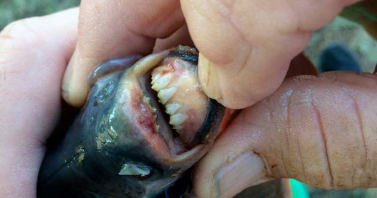 Рыба-мутант с человеческими зубами едва не проглотила ребенка