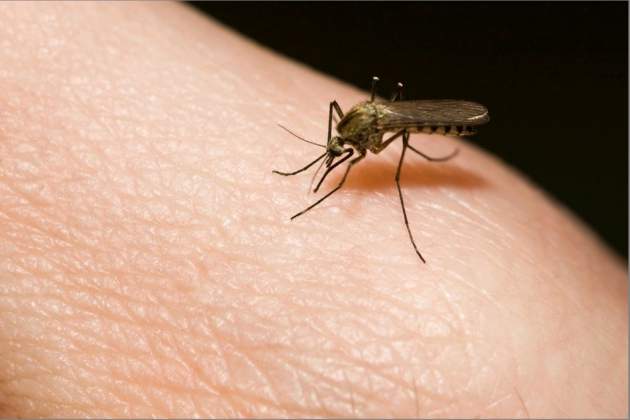 Смерть от укуса комара: ученые предупредили о страшном вирусе