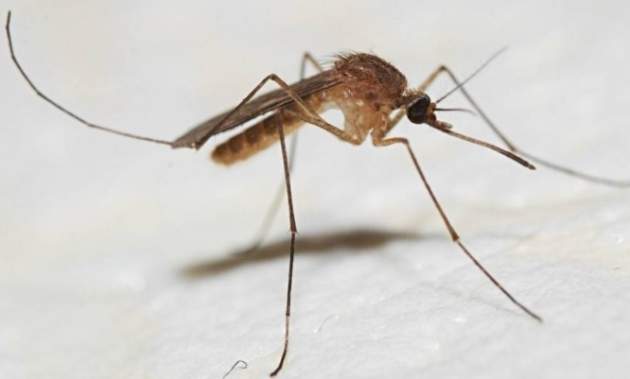 Ученые назвали животное, съедающее 4000 комаров за ночь