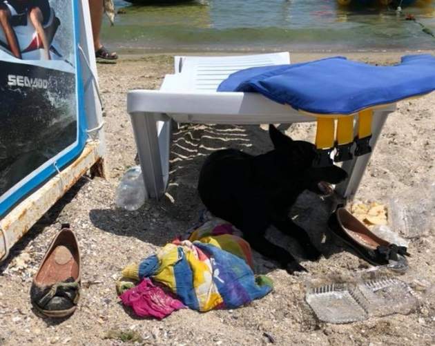 Хатико дождался: нашлась одесситка, оставившая своего пса на пляже