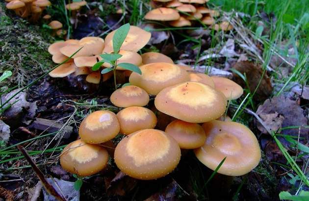 Как не отравиться лесными грибами: ответ эксперта