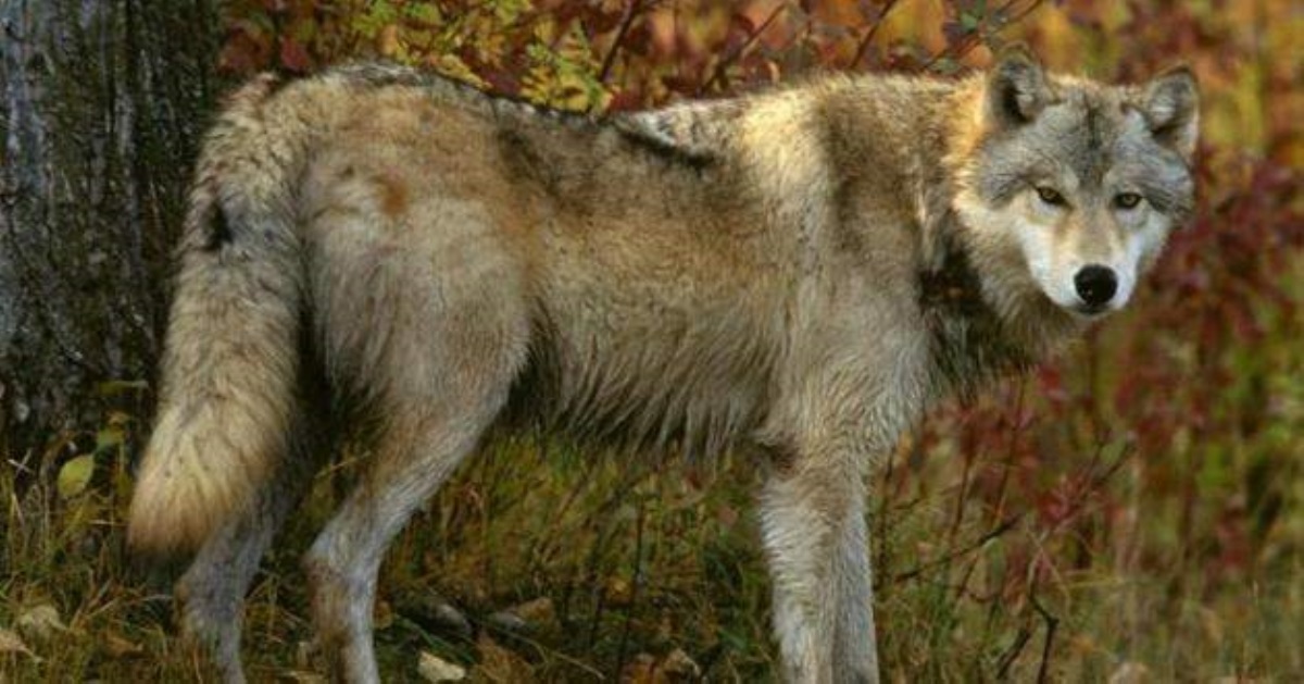 Нога сломана, живот разорван: нашествие волков всколыхнуло Украину