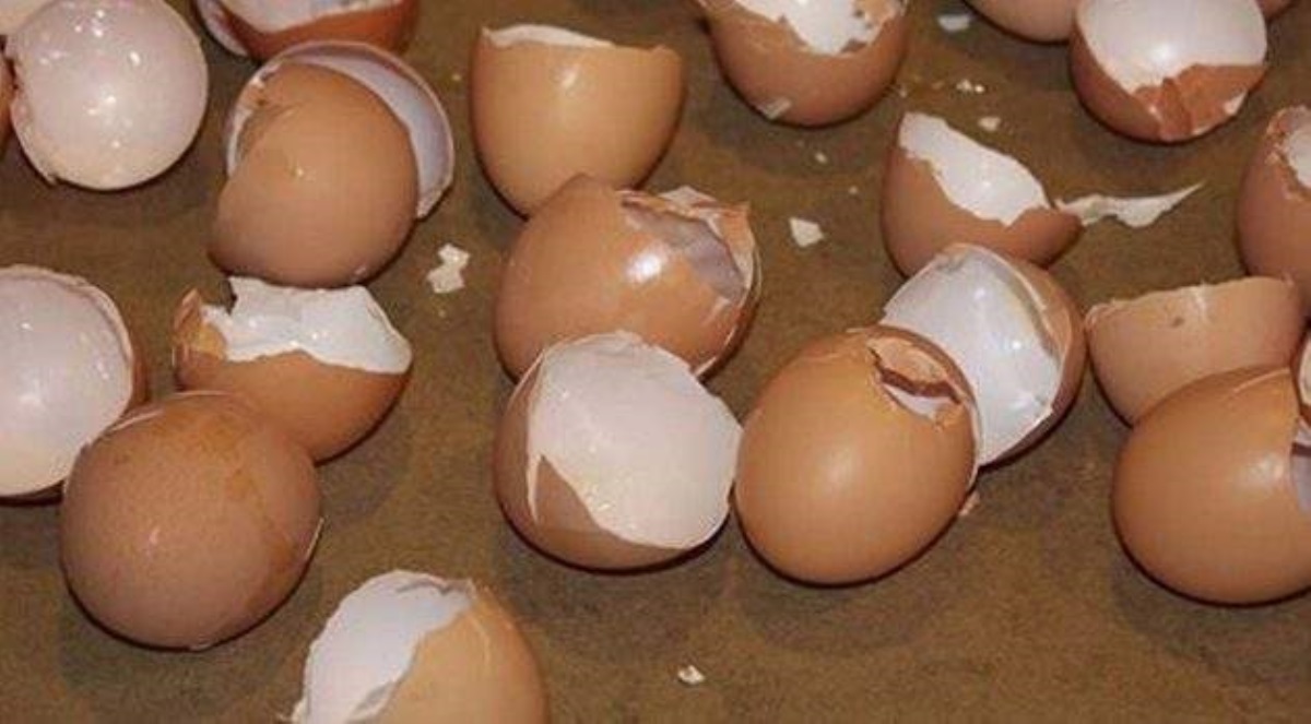 9 причин никогда не выбрасывать яичную скорлупу