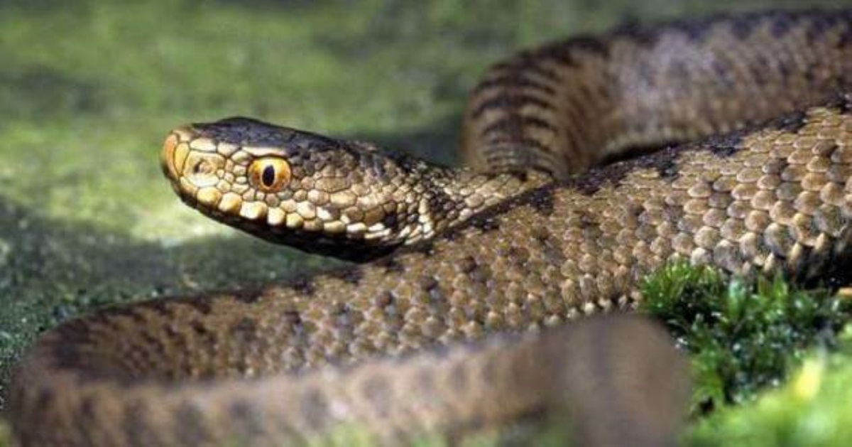 В Днепре в квартире поймали смертельно опасную змею