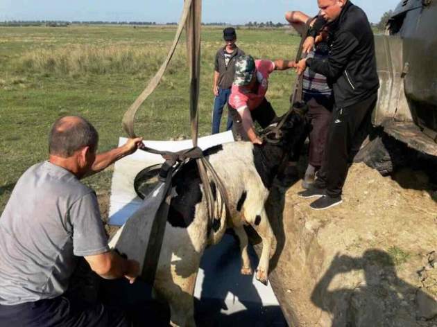 В Житомирской области корова провалилась в цистерну АЗС