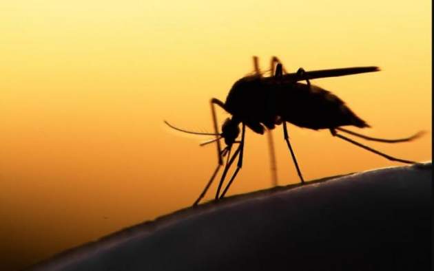 Кровопийцы-гурманы: как комары выбирают самых "вкусных" людей