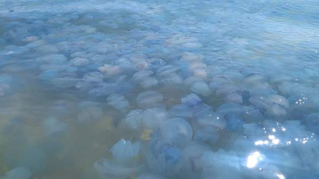 "Первый раз такое вижу!" Гигантские медузы атаковали туристов на украинском курорте. Фото