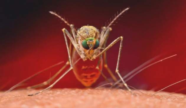 Страшное заболевание уже в Киеве: укус комара может занести паразита