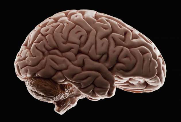 Ученые открыли необычные каналы, соединяющие мозг и кости черепа