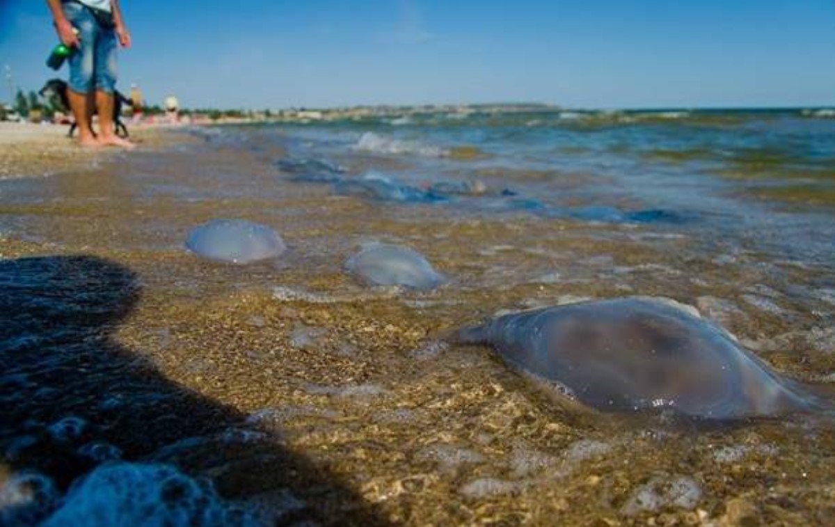 В Одессе от ожогов медуз пострадали более 500 отдыхающих