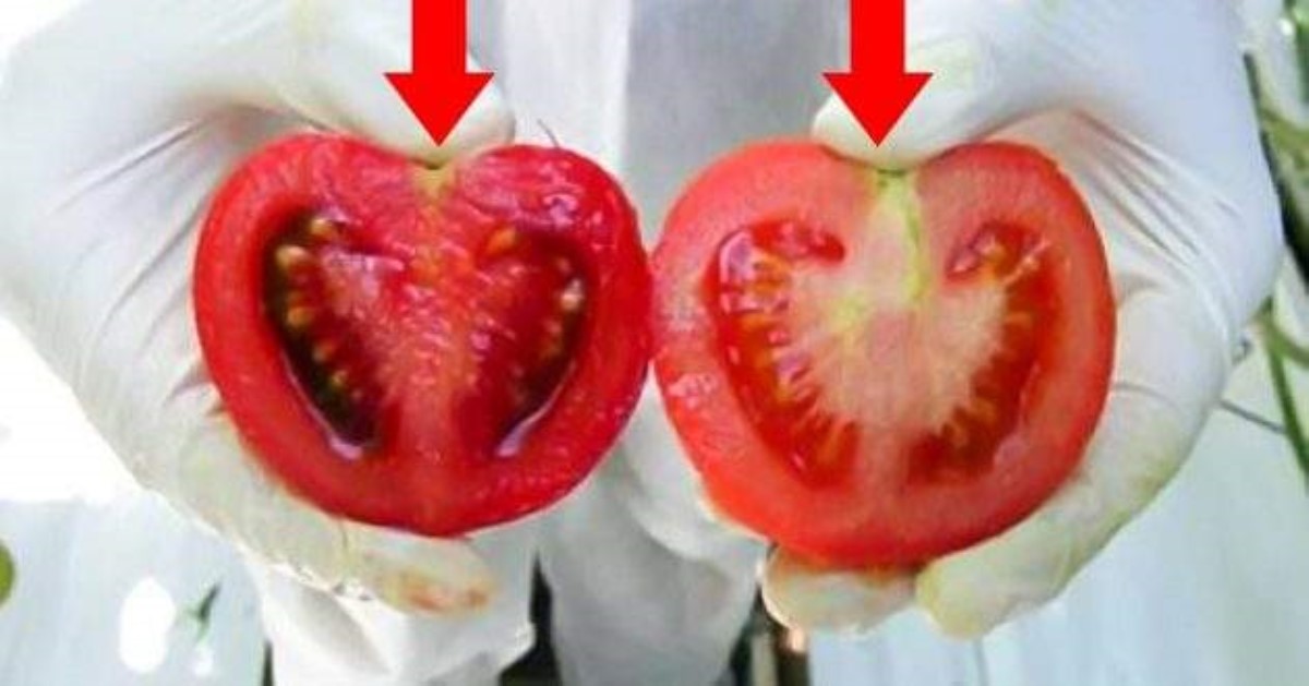 Так выглядят помидоры с ГМО: как выбрать натуральные овощи