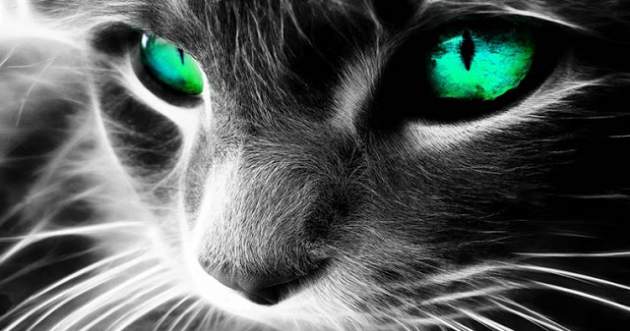 Как кошки защищают вас и ваш дом от духов и негатива!