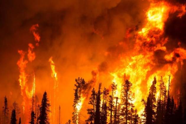Побережье украинского курорта охватил масштабный пожар: Сгорели все деревья