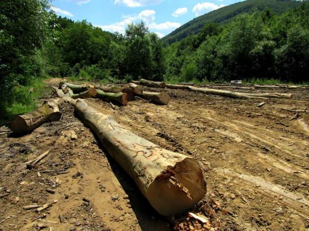Революционное решение: в Украине за вывоз леса будут сажать в тюрьмы