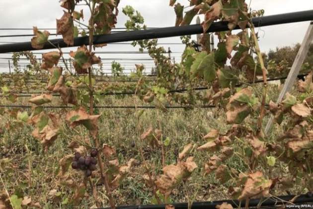 В Крыму кислотные выбросы обожгли виноградники