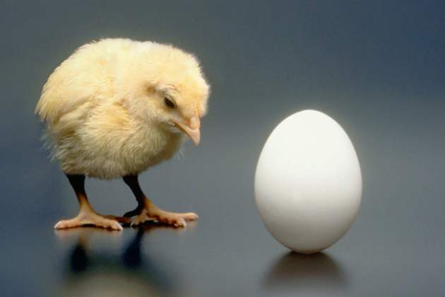 Философский вопрос: ученые решили загадку о курице и яйце