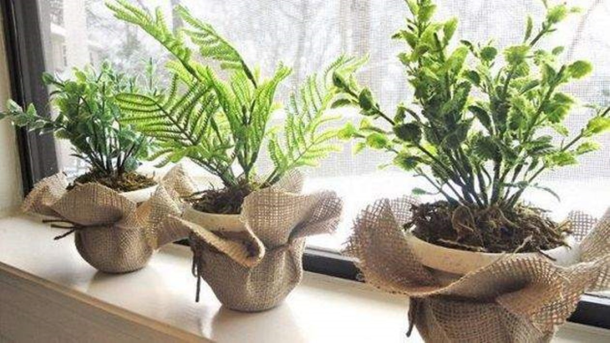 Ученые назвали комнатные растения, которые улучшают здоровье