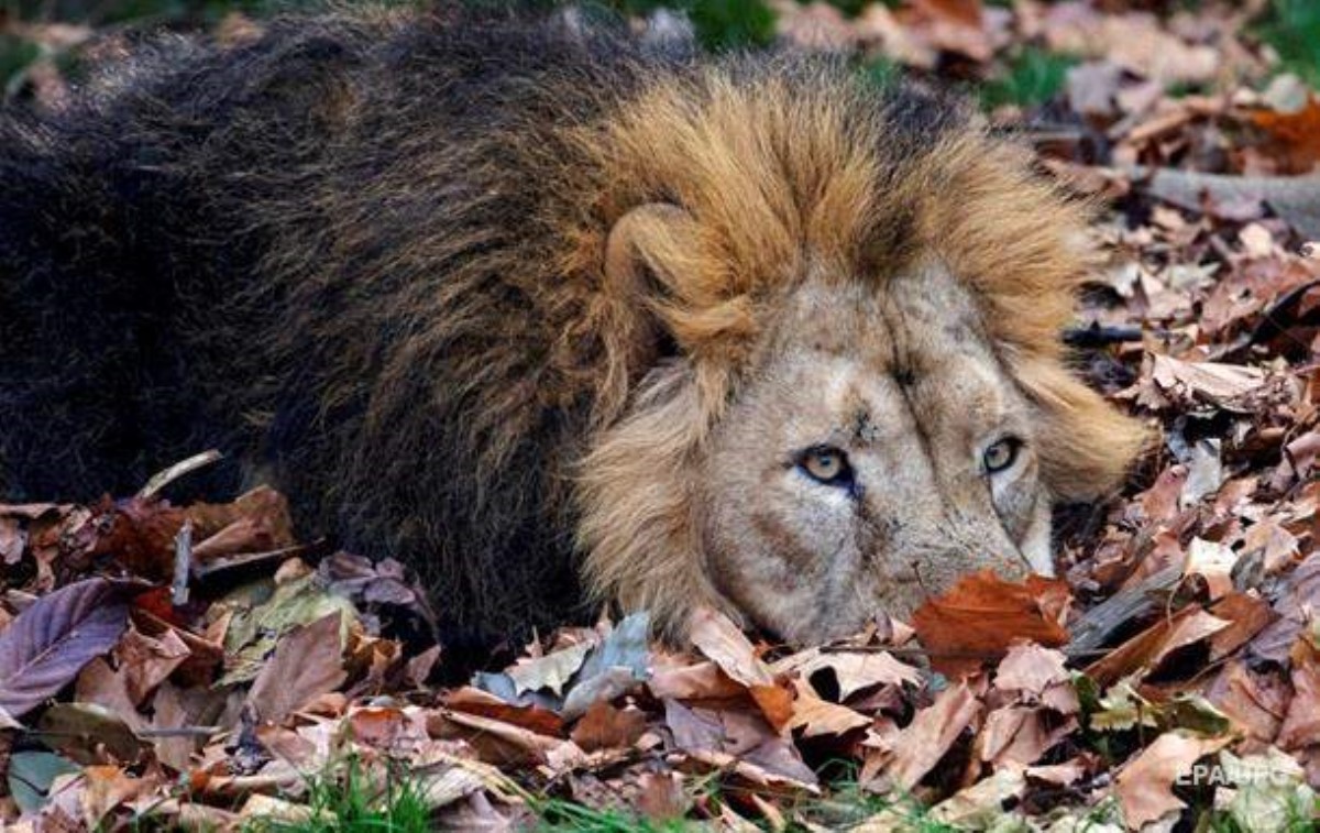 Львица загрызла льва-отца ее детенышей
