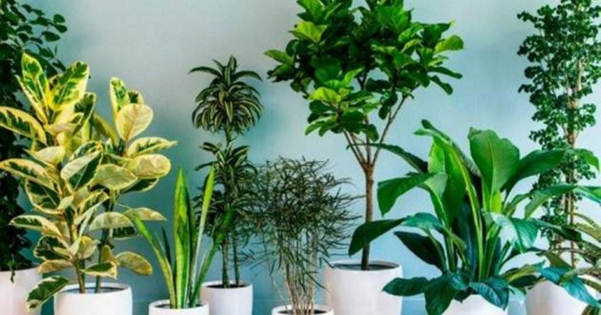 Удивительные свойства комнатных растений: кто даст вам дышать