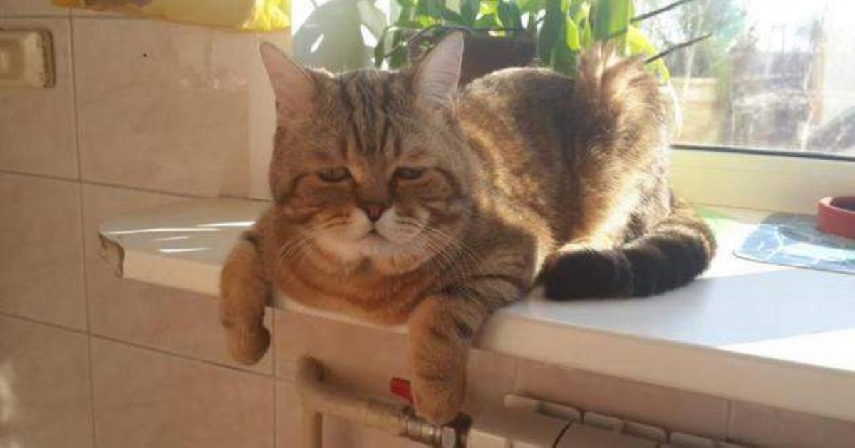 Необычный кот навел ужас на соседей