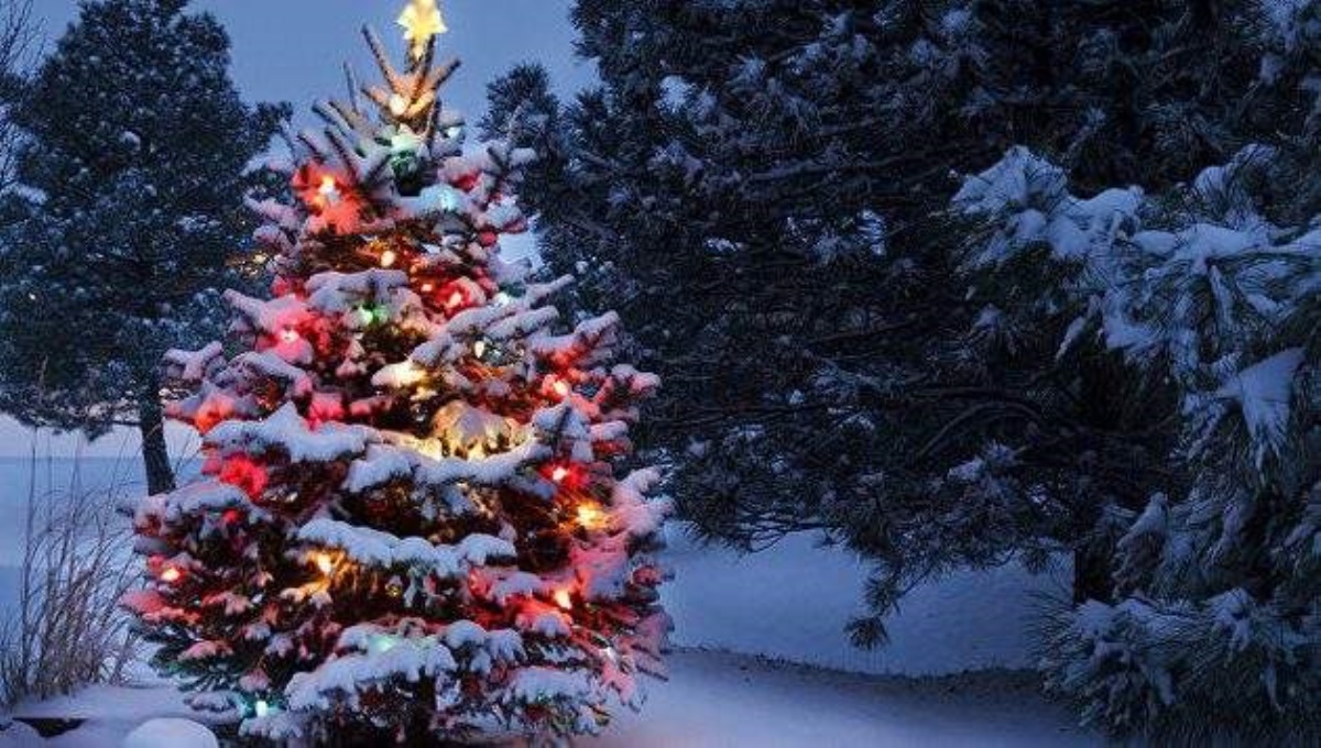 В Украине установили первую новогоднюю елку: фото сказочной красавицы