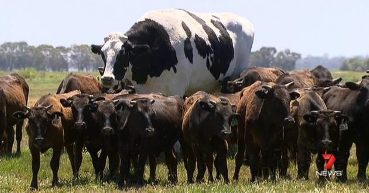В Австралии нашли корову ростом в два метра