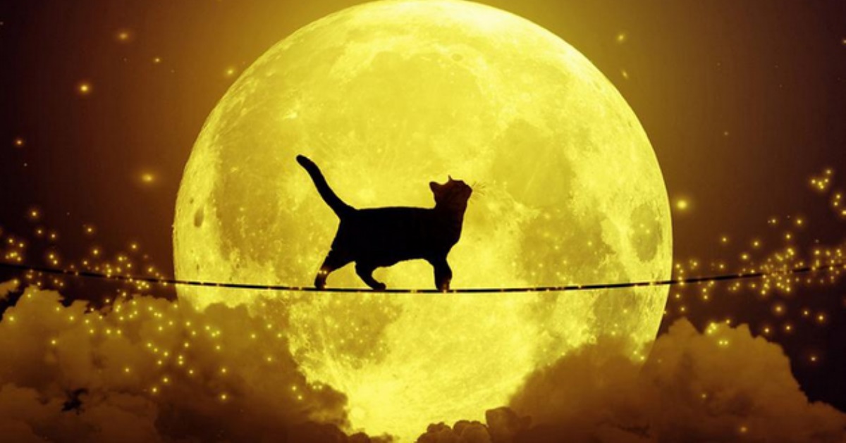 Как сделать перебежавшую дорогу чёрную кошку символом удачи