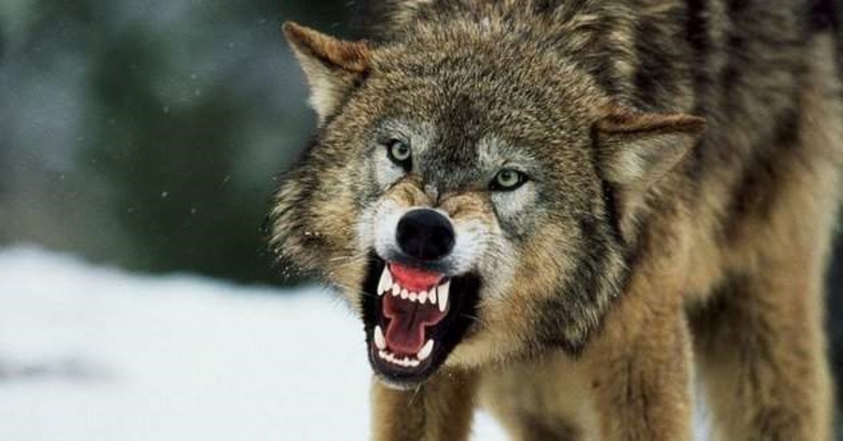 Волки-мутанты терроризируют область: украинцев предупредили об опасности