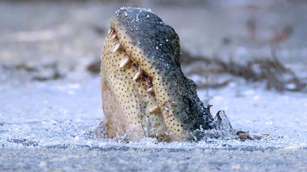 В США аллигаторы "насмерть" вмерзли в лед