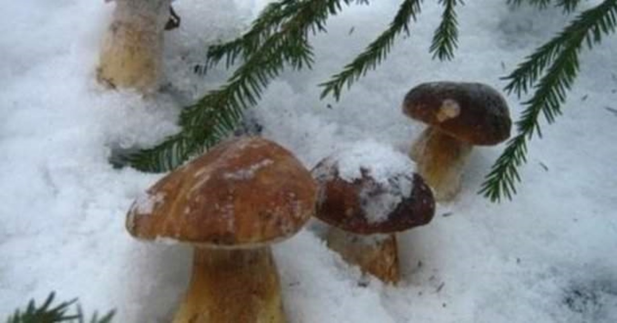 Лопату — і в ліс: На Прикарпатті збирають гриби з-під снігу