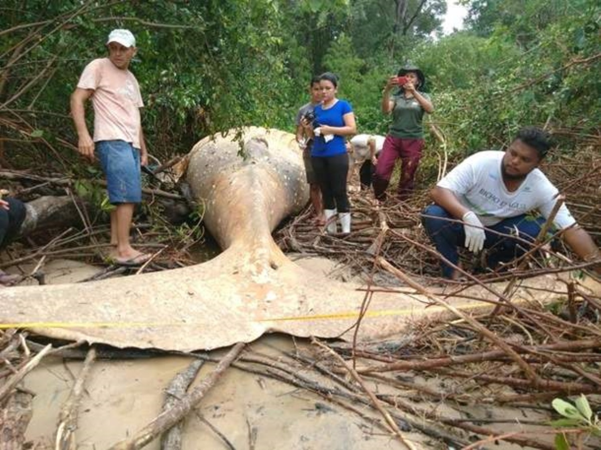 В джунглях Бразилии случайно наткнулись на кита